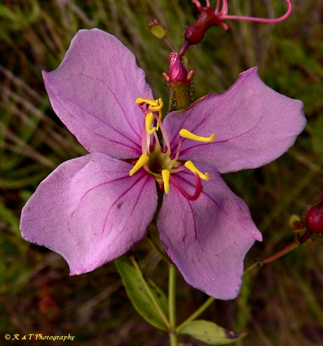 {Rhexia alifanus}